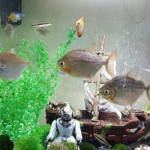 Meet your Posher, Ruben